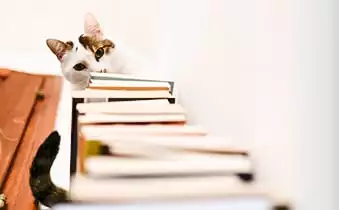 Cat looking at the books on a shelf